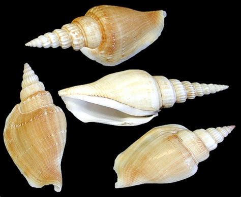 Strombus Shells