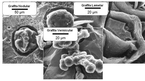 1 Morfologia Típica Da Grafita Nodular Vermicular E Lamelar Download Scientific Diagram