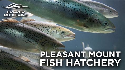 Pleasant Mount State Fish Hatchery Fishing In The Poconos Youtube