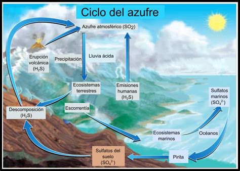 Ejemplos Del Ciclo Del Azufre Brainly Lat