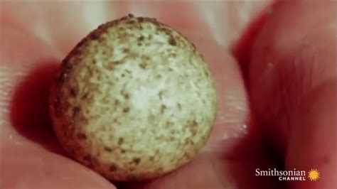 Baby platypuses hatching - 9GAG