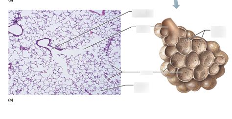 Alveoli Histology Diagram Quizlet