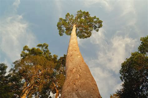 Top 10 Biggest Trees In The World 2023 Worlds Top Insider