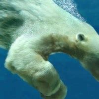 Do Polar Bears Eat Fish? | Do Polar Bears Eat Salmon? • PolarBearFacts.net