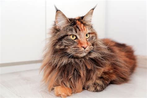 6 Breeds of Long-Haired Tortoiseshell Cats (With Info & Pictures) - Catster