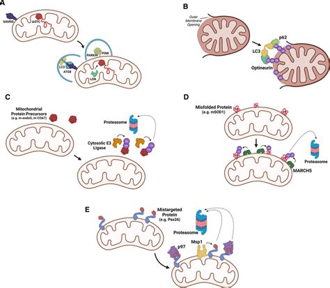 Overview Of Ub Dependent Mitochondrial Quality Control Mechanisms