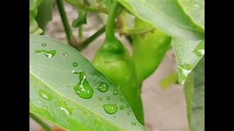 Bell Pepper 🌶️ Plant Magtanim Tayo Ng Halaman Youtube