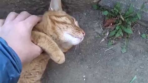 【閲覧注意】公園の猫の肛門を他の猫に嗅がせようとしたら怒られた Youtube