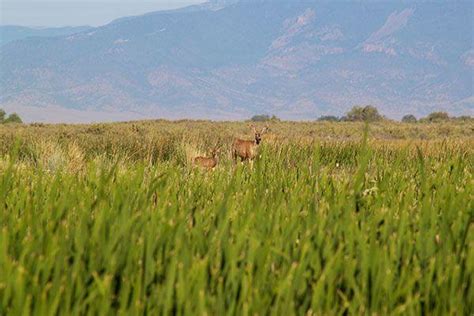 Alamosa National Wildlife Refuge