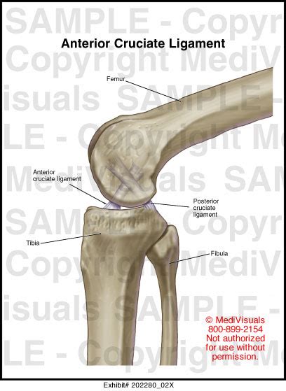 Anterior Cruciate Ligament Anatomy