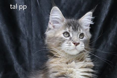 Chatons Maine Coon Loof 53220 UnCompagnon Fr