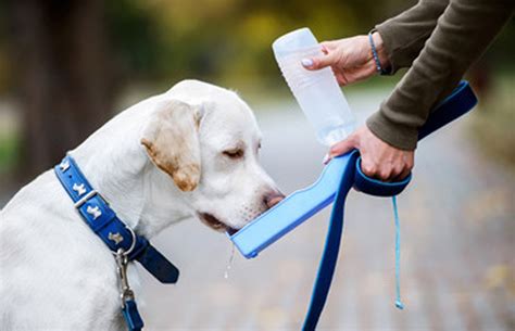 The Importance Of Keeping Your Dog Hydrated Happy Hounds