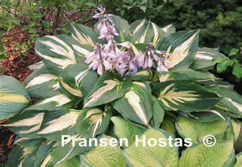 Hosta Christmas Candy - Fransen Hostas