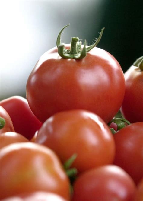 Bio pas de tomates en hiver sous les serres chauffées Geo fr