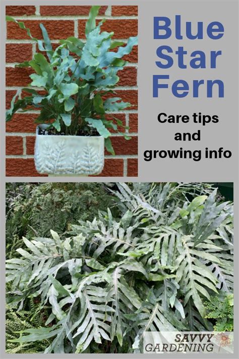 Blue Star Fern Care Tips And Growing Info Artofit