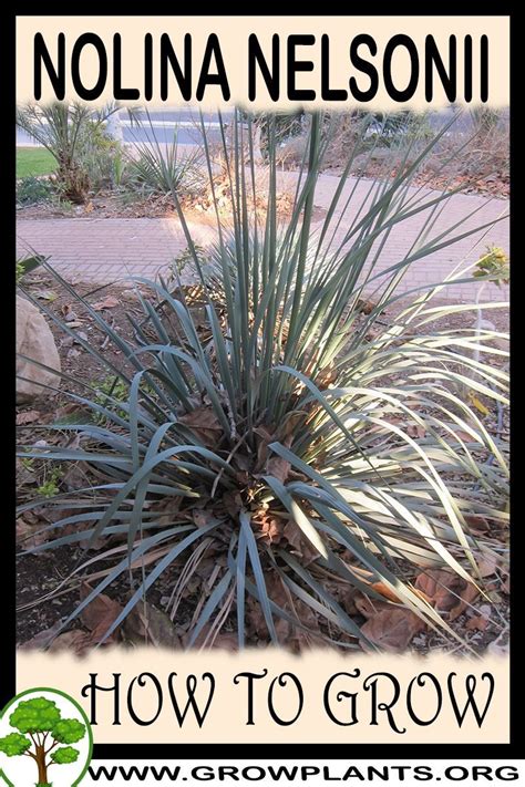 How to grow Nolina nelsonii | Evergreen plants, Drought tolerant plants ...