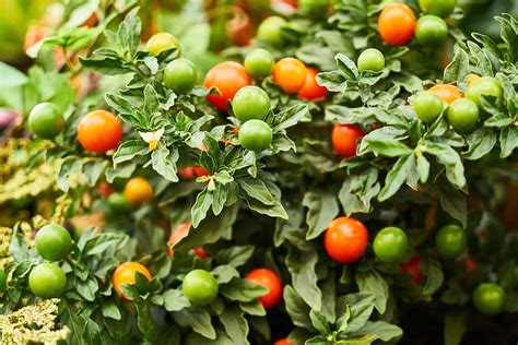 Fotografía De Enfoque Superficial De Frutas Naranjas Y Verdes Planta