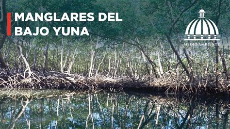 Conoce Sobre El Parque Nacional Manglares Del Bajo Yuna Youtube