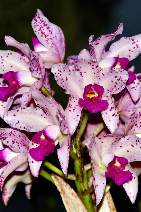 How To Grow And Care For Cattleya Orchids Gardeners Path