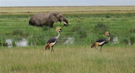 10 Things Nature Conservationists Can Do During a Lockdown - Future For ...