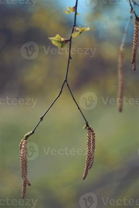 Close up birch tree catkins concept photo 19575713 Stock Photo at Vecteezy