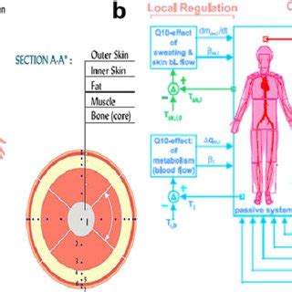 (PDF) Thermal comfort models: A review and numerical investigation