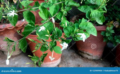 Planta Del Auriculatum Del Jasminum Foto De Archivo Imagen De Verde