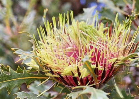 Western Australian Plants Proteaceae