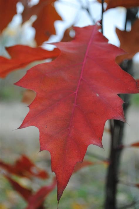 Quercus Rubra Chêne rouge d Amérique PEPINIERE MELLOT