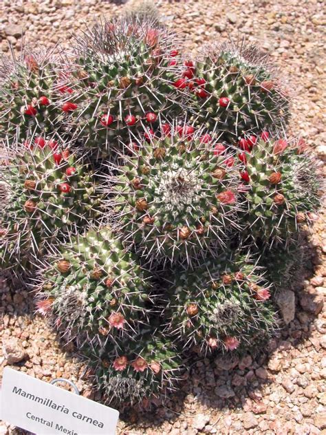 Mammillaria Carnea