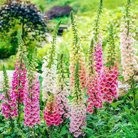 Foxglove Seeds Excelsior Mix Pound Pink Purple White Flower