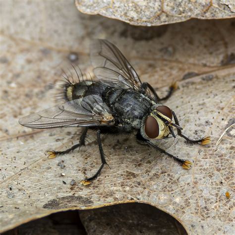 Exorista From Rockland County NY USA On May 3 2024 At 11 34 AM By