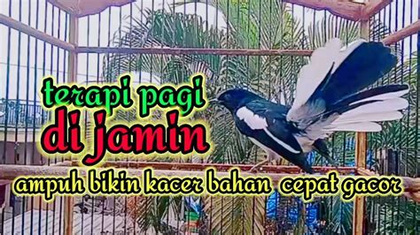 Terapi Pagi Dijamin Ampuh Bikin Kacer Bahan Cepat Bunyi Dan Gacor Bikin