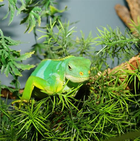 10 Best Fiji Tours & Trips 2026/2027 - TourRadar