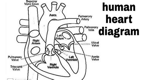 Draw A Well Labelled Diagram Of Human Heart