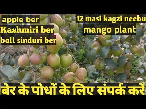 Jaipur Rajasthan Apple Ber Kashmiri Ber Ball Sinduri Ber All