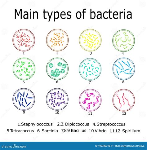 10 Types Of Bacteria