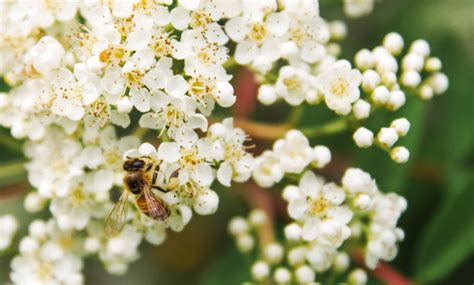 Choisir Des Arbustes Pour Attirer Les Abeilles