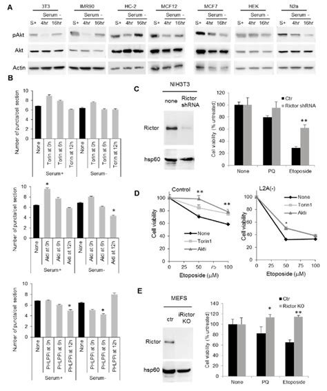 Figure S4 Regulatory Effect Of The Torc2 Akt Phlpp1 Axis On Cma In