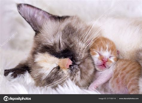 Pictures : a cute kitten | Cute Kitten Baby Cat Mother Cat — Stock ...