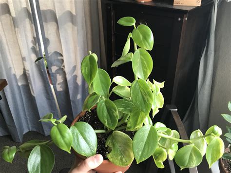 Peperomia Scandens Variegata” Rhouseplants