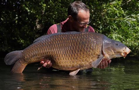 Definitive Guide To Carp Species Types Of Carp Total Fishing Tackle