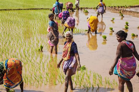 Tamil Nadu Women Paddy Field Stock Photos Free Royalty Free Stock