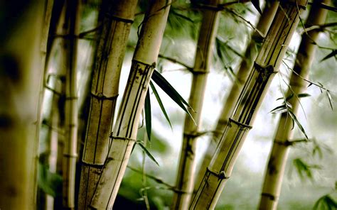 Bamboo Art Wallpapers - 4k, HD Bamboo Art Backgrounds on WallpaperBat