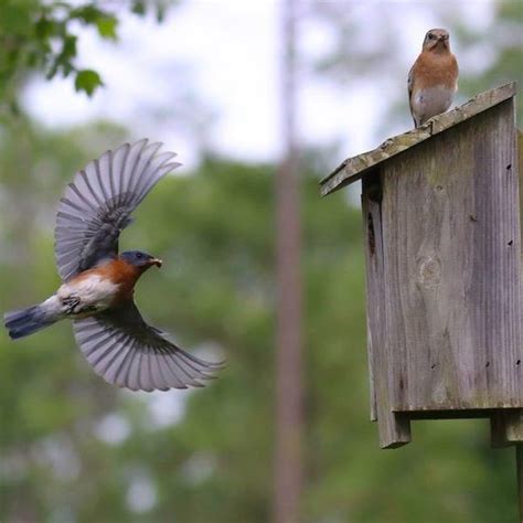 Everything Gourds Birdhouses Artofit