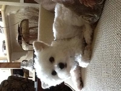 Maltese Westie Mix