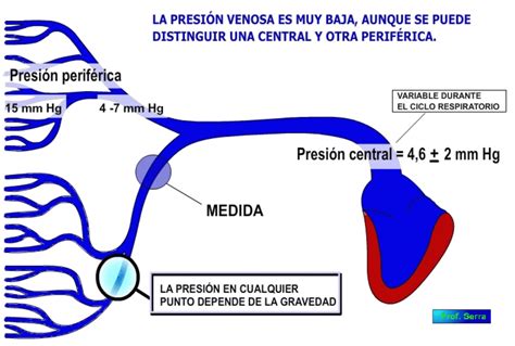 Circulaci N Venosa Webfisio