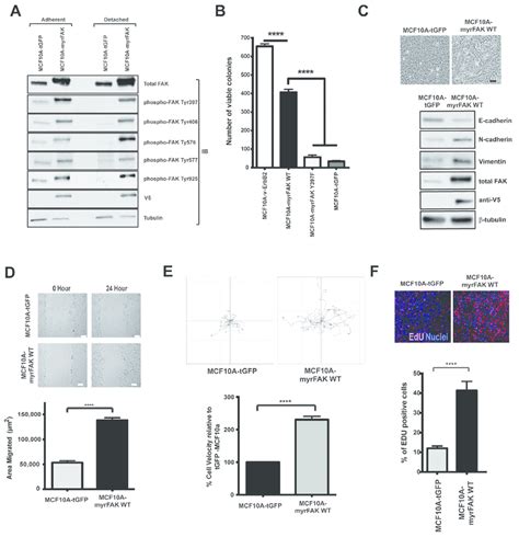 Constitutive Activation Of Fak In Non Transformed Mcf A Cells Promotes