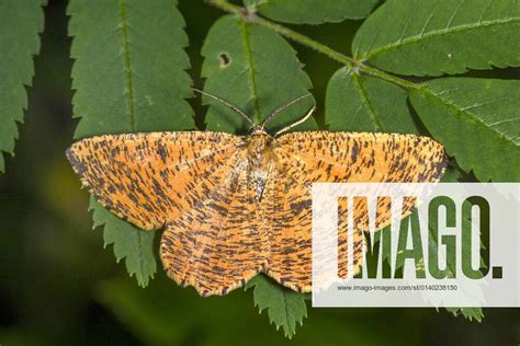 Sloe Moth Plum Moth Plum Moth Angerona Prunaria Resting On A Leaf