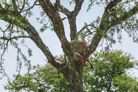 Experience the Best Luxury Safari Lodge in the Serengeti - Brown Eyed ...